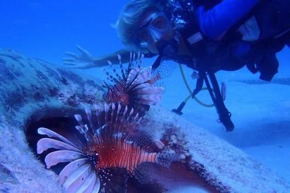 diver with firefish