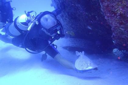 diver and ray