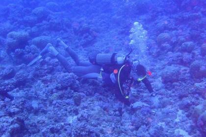 diver on coral