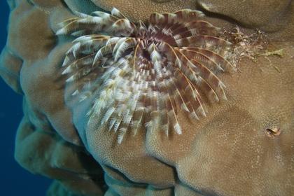 soft coral on hard coral