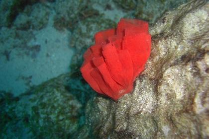 soft coral