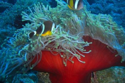 clown fish on poisonous coral
