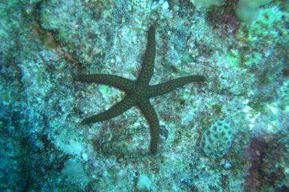 starfish