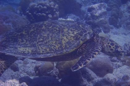 sea turtle