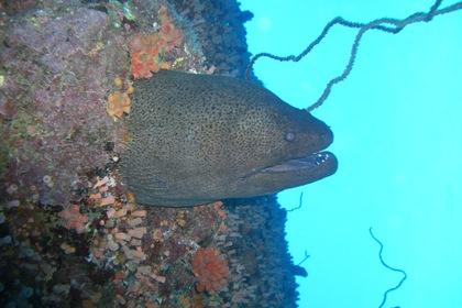 moray