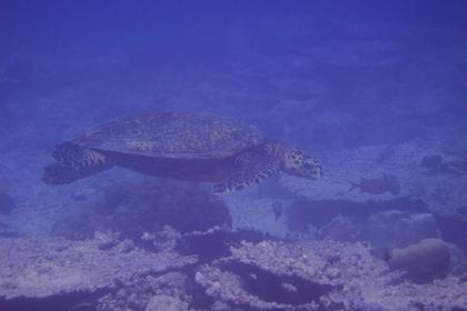 sea turtle