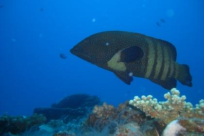 Peacock rockcod fish