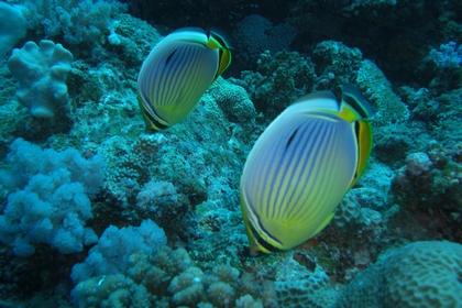 purple butterfly fish