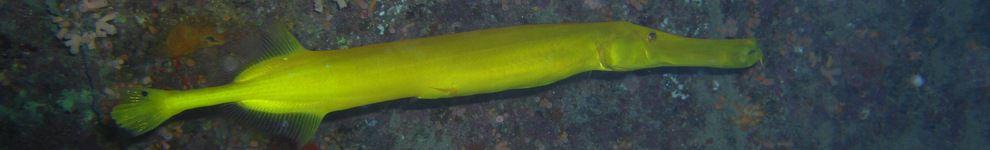 Trumpet fish